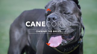 OWNING A CANE CORSO THE ULTIMATE CANINE PROTECTOR [upl. by Iadam]