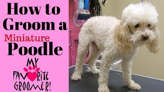 How to Groom a Poodle Senior [upl. by Meda]