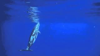 Cuviers Beaked Whale off the Big Island of Hawaii [upl. by Marcelia743]