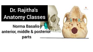 Osteology of Norma Basalis anterior middle amp posterior parts by Dr Rajitha Vanga [upl. by Catha]