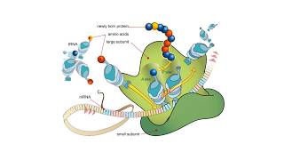 Proteínas  BIOQUÍMICA Estructuras proteicas y aminoácidos [upl. by Lenna924]