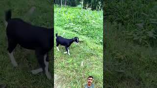 Babhulbali comedy funsurajroxfunnyvibeo fun goat trending viral viralvideo 100ksubscribers [upl. by Onej323]