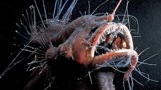 Dive Deep The Life Cycle of Anglerfish [upl. by Ellenad23]