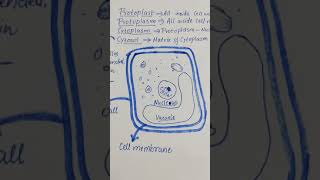 Protoplasm  Cytoplasm  Cytosol  Protoplast [upl. by Ahsinoj]