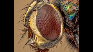 Extreme Macro Using Reversed Enlarger Lenses [upl. by Dnomhcir]