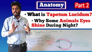 Tapetum Lucidum Dog eye Structure Veterinary AnatomyPart 2 [upl. by Enidaj]