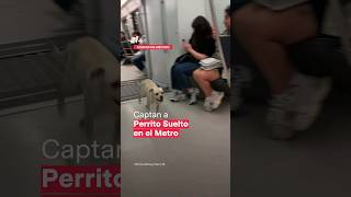 Captan a perro suelto en vagones de la Línea 12 del Metro  N Shorts [upl. by Bore]