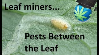 LEAF MINERS and How To Prevent and Destroy them  Cannabis [upl. by Christy911]