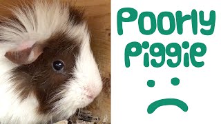 Guinea Pig Urinary Tract Infection  Symptoms  Treatment  Outcome  Guinea Piggles [upl. by Nimzaj]