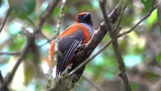 Borneo 2024 exploring Kota Kinabalu national park in 4K [upl. by Musa]