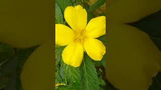 turnera flower turnera ulmifolia yellowviralvideo [upl. by Anaehs798]