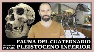 Animales prehistóricos y glaciaciones La increíble historia de la fauna del Pleistoceno Inferior [upl. by Mccourt]