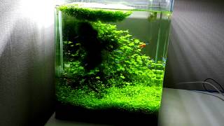 Dennerle Nano Cube 30L [upl. by Fisch]