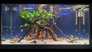 Community 90gallon tank [upl. by Alten]