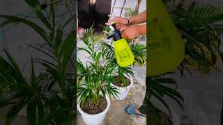 Areca Palm plant 🌱 spray Siddhi Home Garden [upl. by Tteirrah]