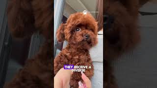 Switch up dog food for health and fun doghealth foodvariety DogLoversshortsshort goviral [upl. by Savina]