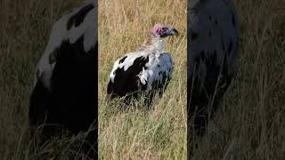 Super Rare Leucistic Lappetfaced Vulture Wildlife  ShortsAfrica [upl. by Anytsirhc]