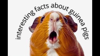 Really interesting facts about guinea pigs [upl. by Haldes]