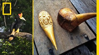 Black Market Demand for Red Ivory Is Dooming This Rare Bird  Short Film Showcase [upl. by Stempson20]