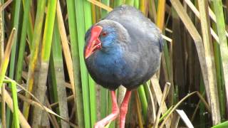 Purple Swamphen [upl. by Uta]