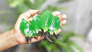 HOW TO PROPAGATE KALANCHOE FROM LEAVES FOR FAST ROOTING  PLANT PROPAGATION rizkigarden [upl. by Walliw]