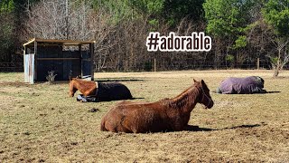 Rescue horses napping together shorts cute adorable [upl. by Scheld]