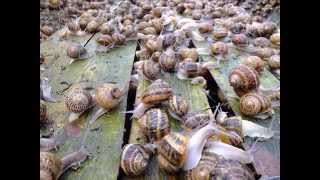 Hodowla Ślimaków Wielkopolska Caracoles Muller Escargot Petit Gris [upl. by Ara]