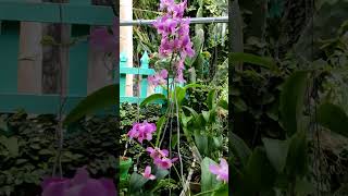 Orchid Pots from the Forest blossom2grow plants garden [upl. by Ait]