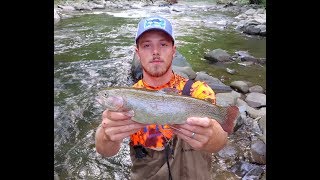 TROUT FISHING Gatlinburg Tennessee  BIG Rainbow Trout  Little Pigeon River [upl. by Henriette]