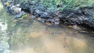 Aquatic Coral Snake Micrurus surinamensis [upl. by Strohbehn]