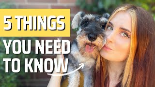 Mini Schnauzers 5 Tips You NEED to Know Before Getting One [upl. by Ativ]