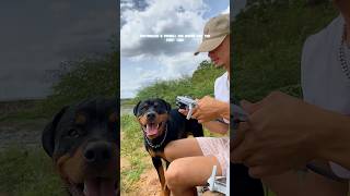 Rottweiler amp pitbull vs drone [upl. by Reifel]