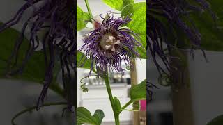 Пасіфлора квадрангулярис почала цвісти Passiflora quadrangularis began to bloom [upl. by Pattison]