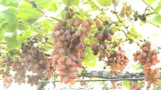 PRODUÇÃO COMERCIAL DE UVAS SEM SEMENTES EM PETROLINA  VALE DO SUBMÉDIO SÃO FRANCISCO [upl. by Trixi]