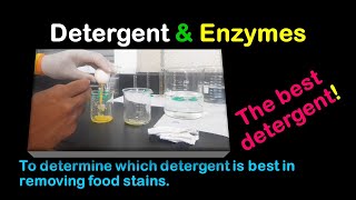 Testing which detergent is best in removing food stains Enzymes in detergents experiment [upl. by Atiluap638]