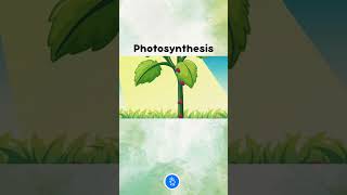 photosynthesis animation [upl. by Assyle]