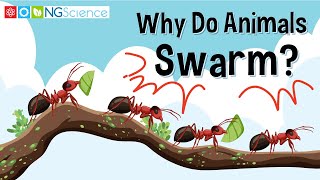 Why Do Animals Swarm [upl. by Nahtnanhoj405]