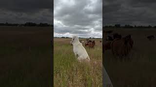 Akbash dog watching over the goats livestockguardiandog farming [upl. by Enelram687]