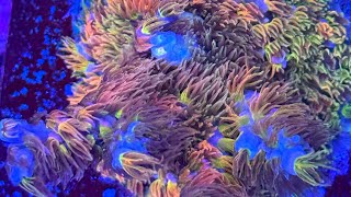 Boost Acropora Tenuis Health amp Polyp Extension with THIS Simple Trick Reefkeeping Secret Revealed [upl. by Eylrahc970]