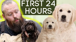 Puppy Training Made Easy CRUSH the first 24 hours [upl. by Dibbrun]