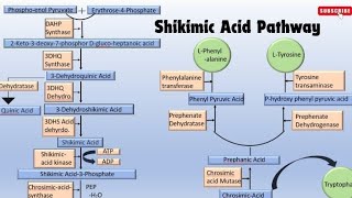 Detailed note on Shikimic Acid Pathway part1 [upl. by Kohler]