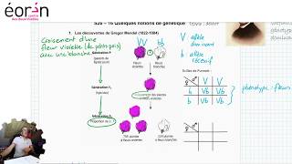 S26Génétique  allèles dominantrécessif et phénotypegénotype pages 3 et 4 [upl. by Abihsot]