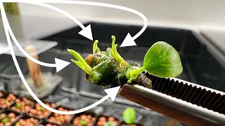 Anubias Propagation Tip  Maximize Yield With This Trick [upl. by Keryt]