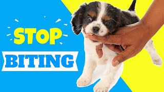 Sound To Stop Puppy Biting [upl. by Nefets]