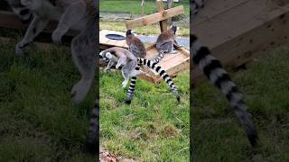 Lemurs on a swing [upl. by Cressy99]