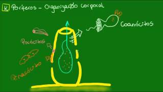 Organização corporal dos poríferos  Zoologia  Biologia [upl. by Mintz999]