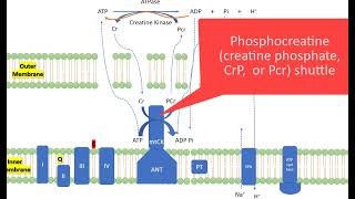 KINS 379 Phosphagen system is not just for high intense exercise [upl. by Aicaca769]