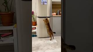 Cat Fridge open kar raha Hai cat kitten catlover funny pets mycat [upl. by Ahsuat428]