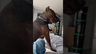 Dog Owner Pranks Pup by Pretending to Eat His Cheek—The Reaction is Priceless [upl. by Shayna723]