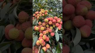 Lichi Garden Beautiful Seen fruit satisfying fruitcutting food lichi cuttingskills freshfruit [upl. by Tehc]